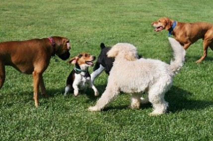 特設ドッグランで遊ぶ犬たち